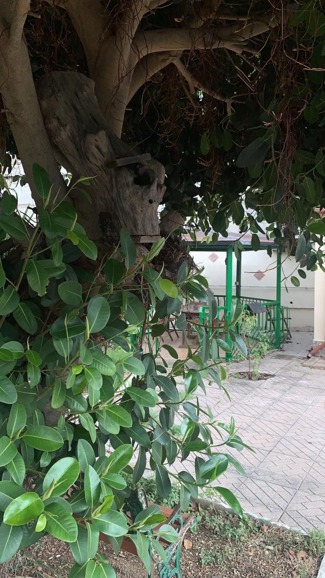 B&B Civitavecchia La Casetta Con Giardino Exterior foto